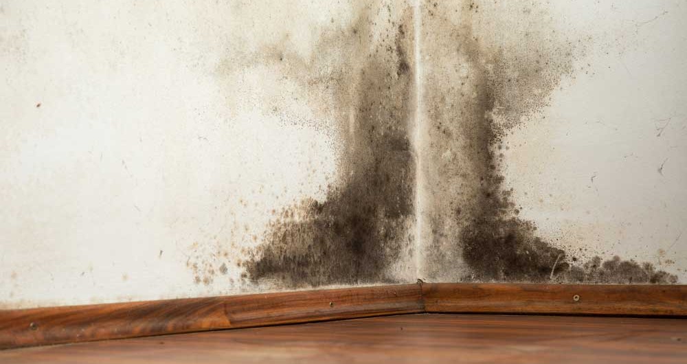How To Prevent Mold in Your Home