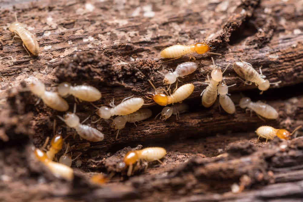 Is Termite Damage Covered By Homeowners Insurance Atlanta Insurance