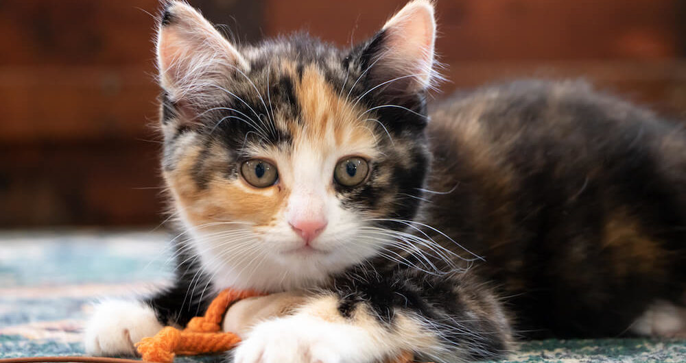 Pet safety 101: How to pet-proof your home